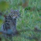 Wildkatze Aufnahme vom 30.10.2016