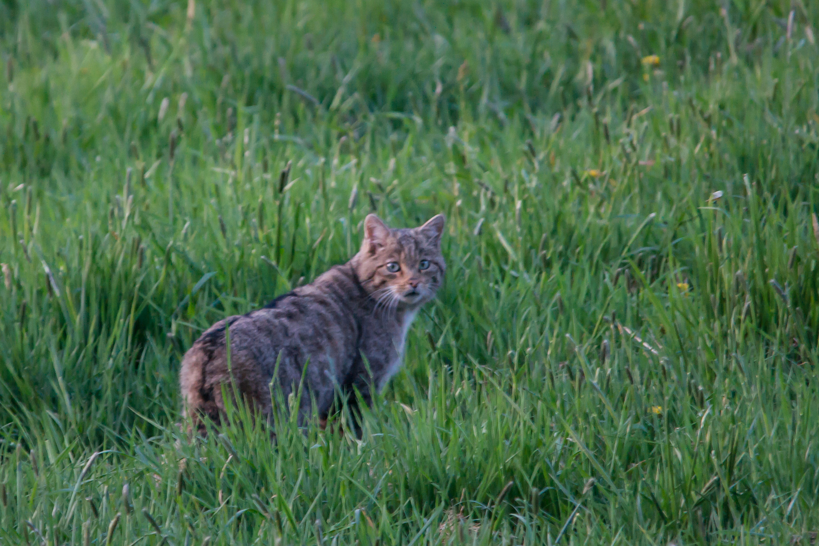 Wildkatze     Aufnahme vom16.4.2020