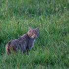 Wildkatze     Aufnahme vom16.4.2020