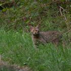 Wildkatze Aufnahme von Heute