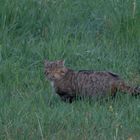 Wildkatze       Aufnahme  von Heute