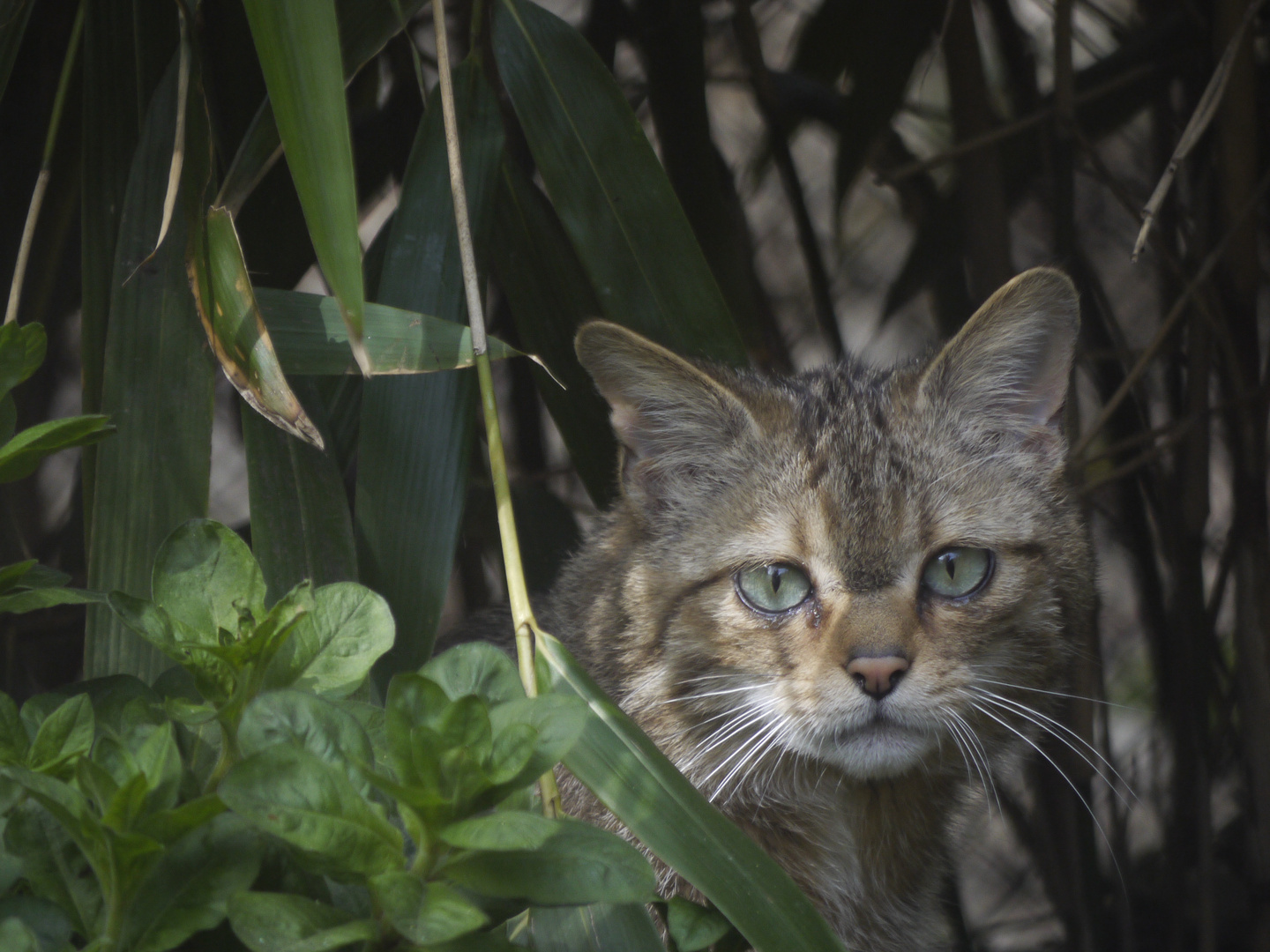 Wildkatze aus dem Zoo in Neuwied