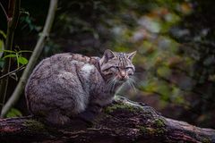 Wildkatze