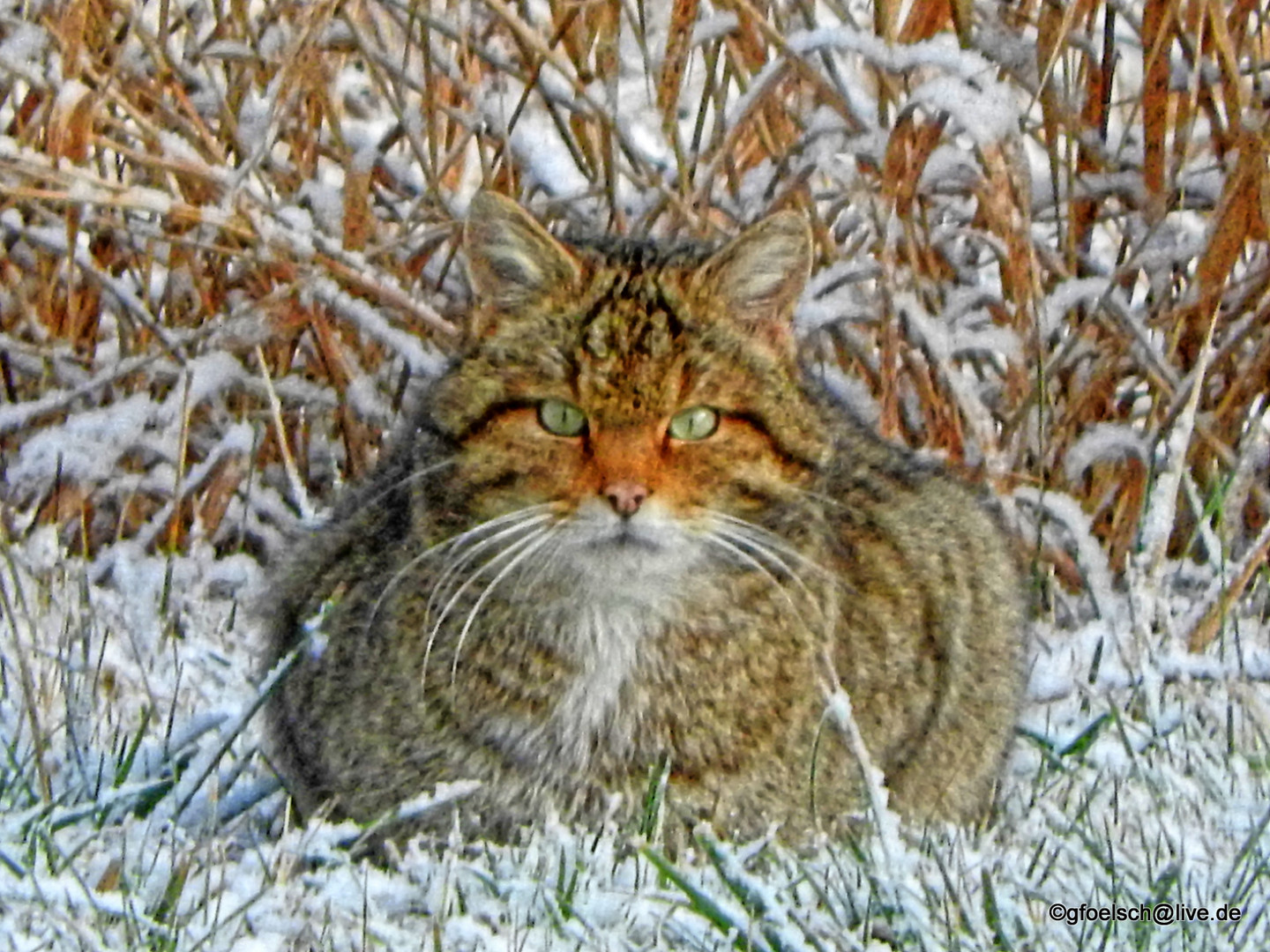 Wildkatze