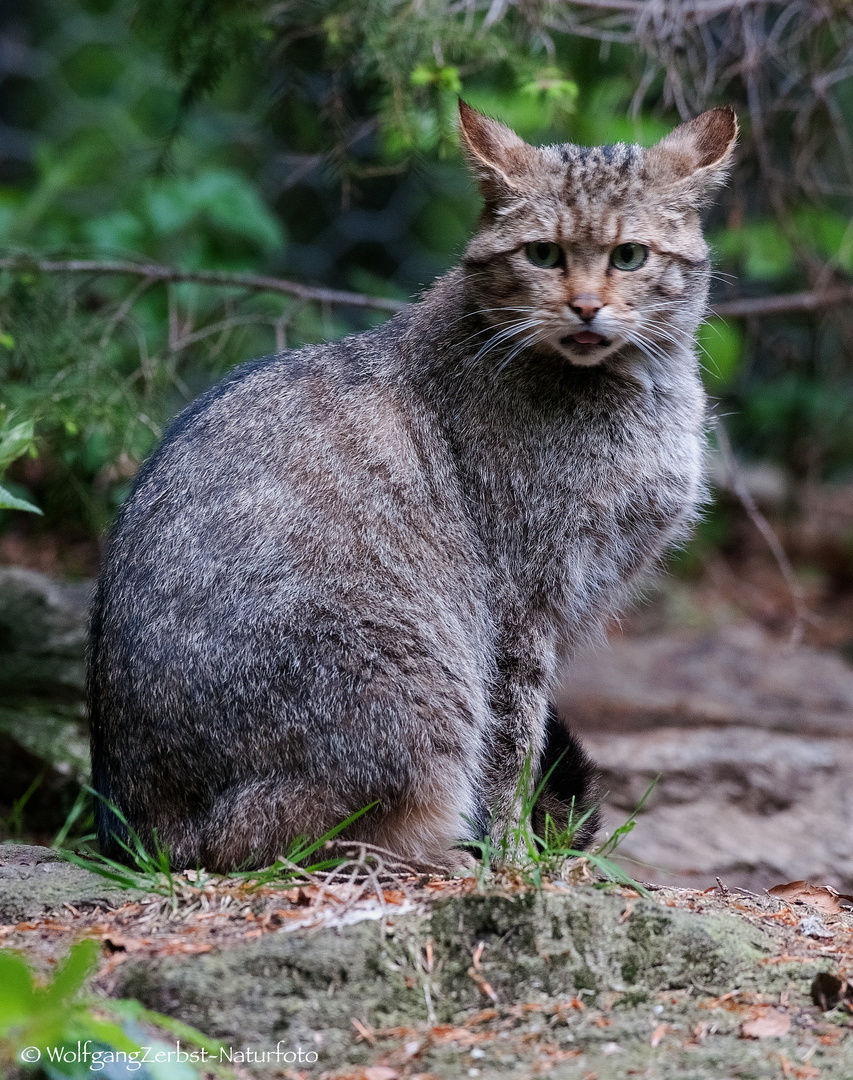 -- WILDKATZE --   ( Bay. Wald )