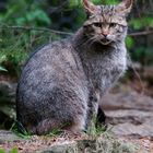 -- WILDKATZE --   ( Bay. Wald )