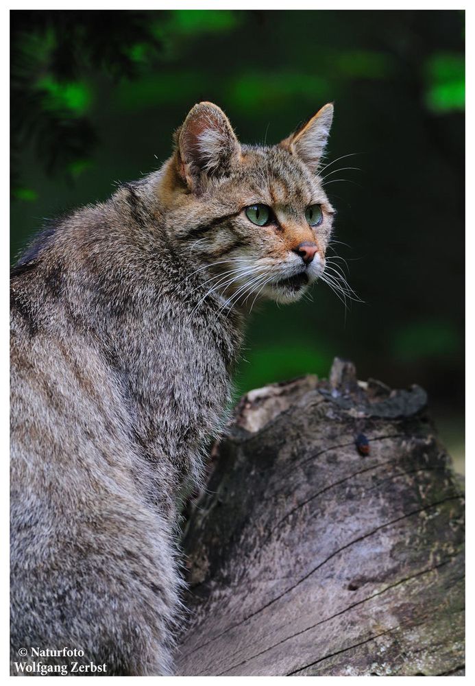 ---- Wildkatze ----   ( Bay.-Wald )