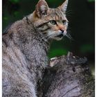 ---- Wildkatze ----   ( Bay.-Wald )