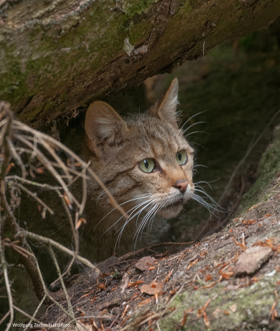 --- Wildkatze ---    ( Bay. Wald )