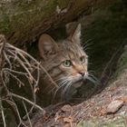 --- Wildkatze ---    ( Bay. Wald )