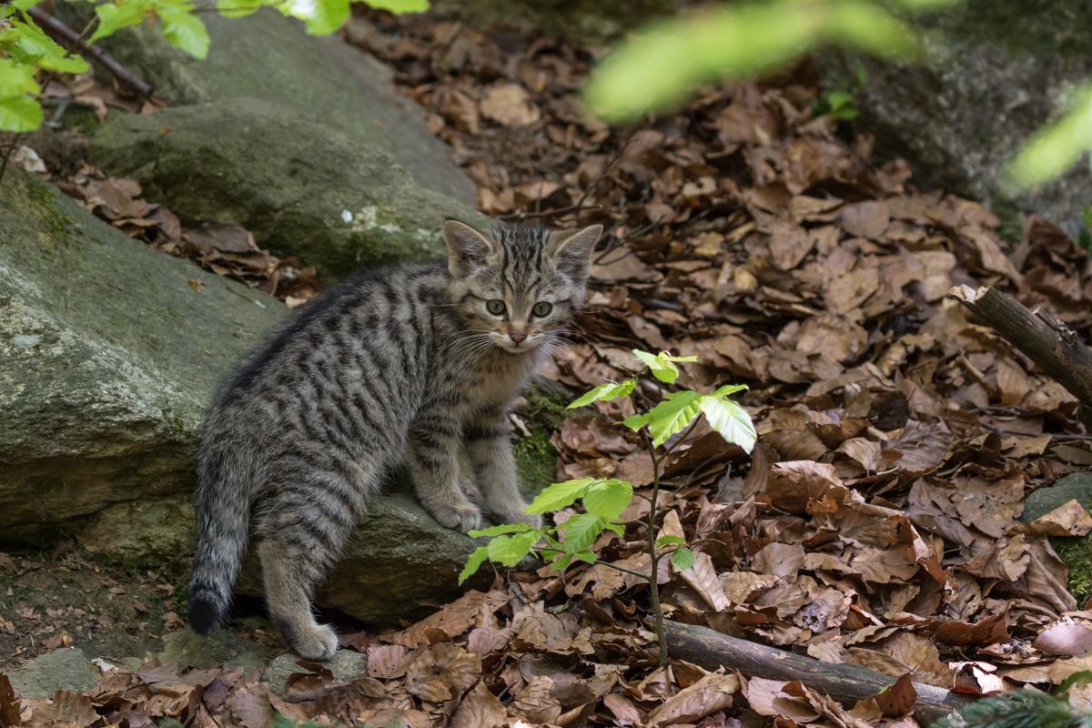 Wildkatze - Bayrischer Wald