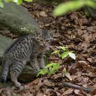 Wildkatze - Bayrischer Wald