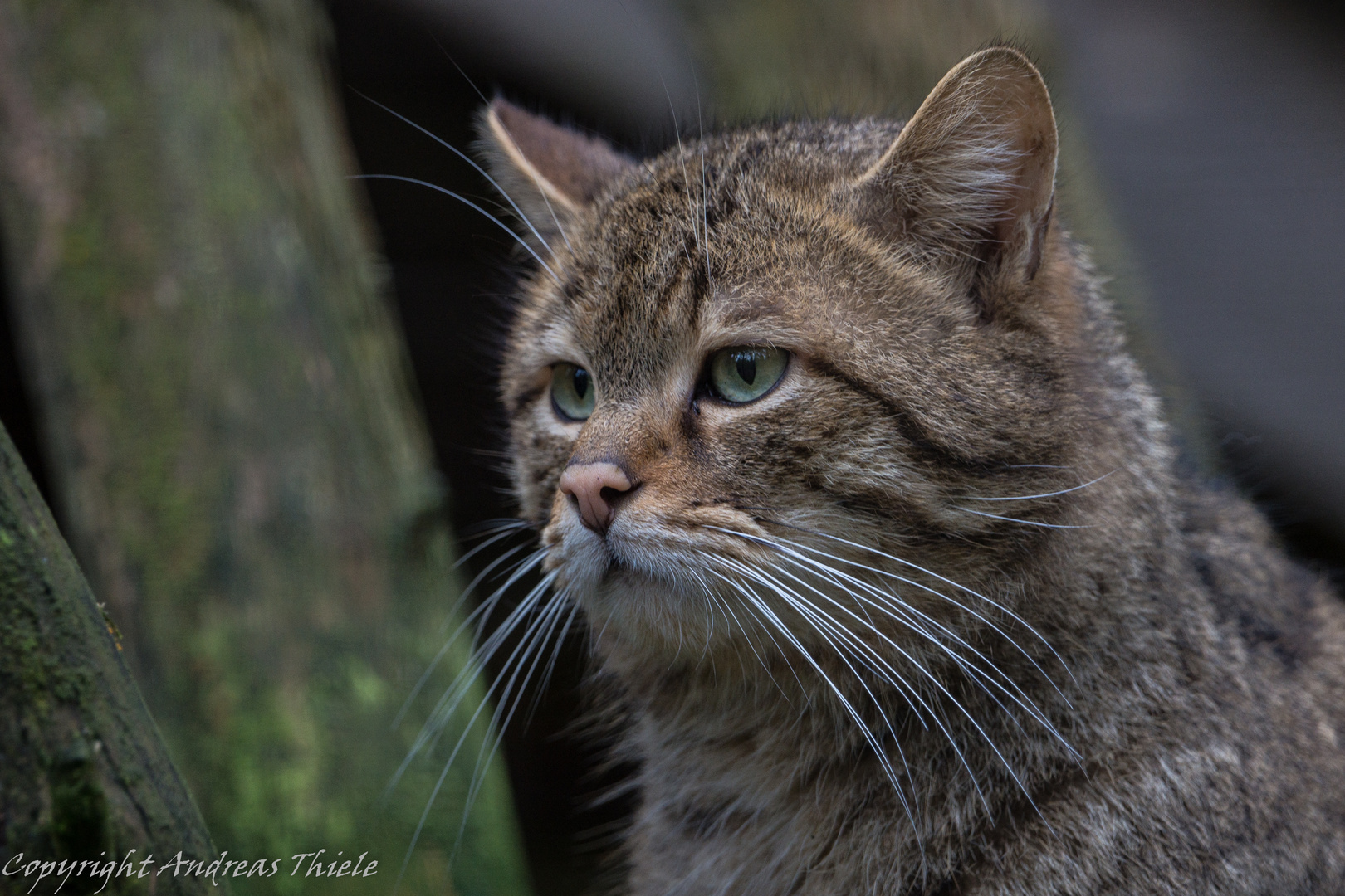 Wildkatze behält ihre Umgebung im Blick