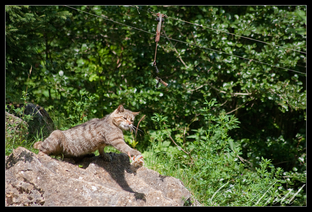 Wildkatze bei der Fütterung