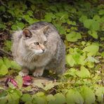 Wildkatze bei der Fütterung