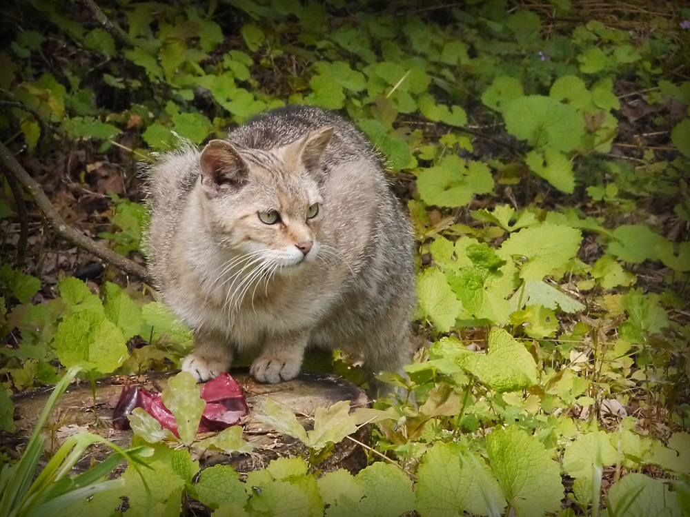 Wildkatze bei der Fütterung