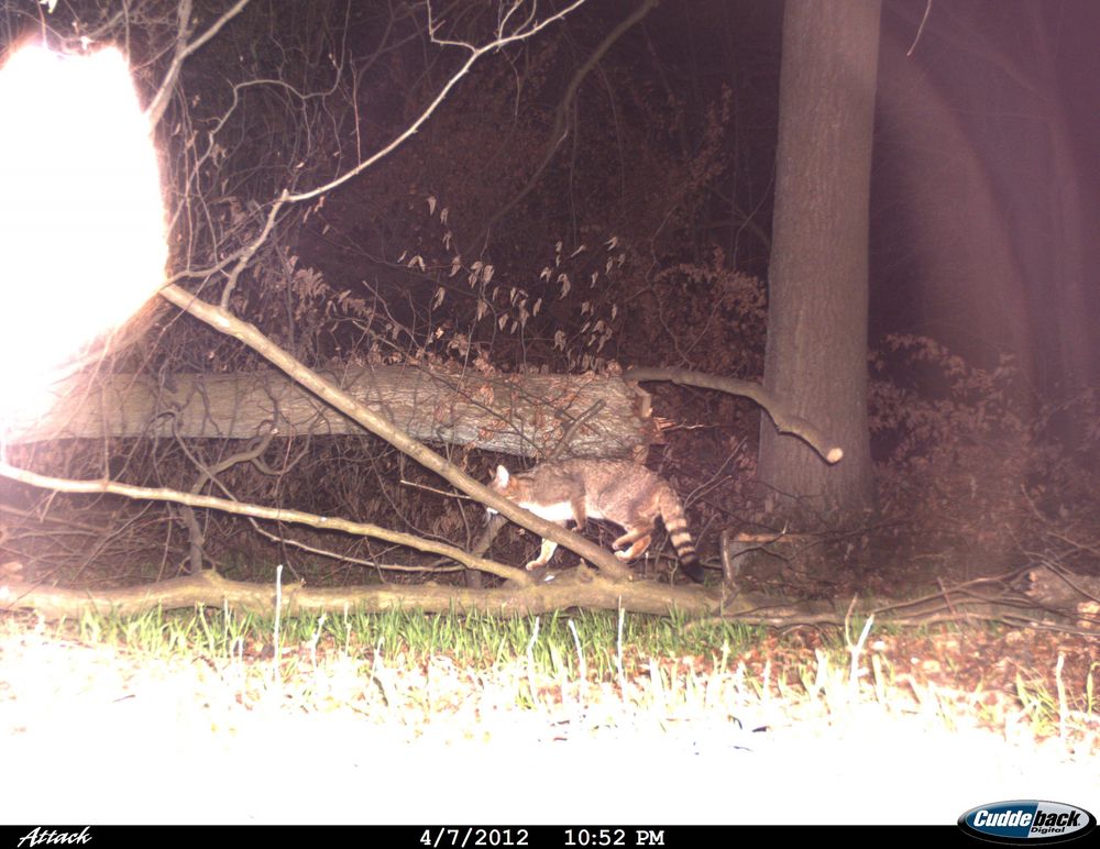 Wildkatze beim bekannten Wechsel