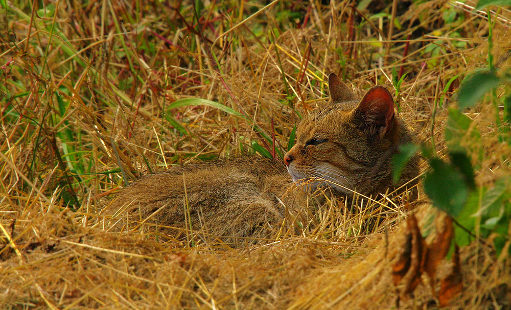 Wildkatze beim dösen in der Sonne