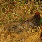 Wildkatze beim dösen in der Sonne