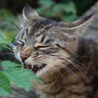 "Wildkatze" beim Grünzeug testen