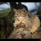 Wildkatze beim Sonnenbad