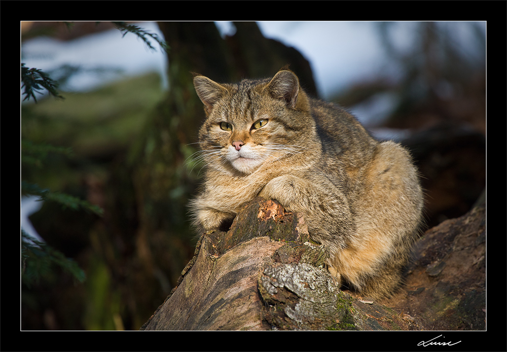 Wildkatze beim Sonnenbad