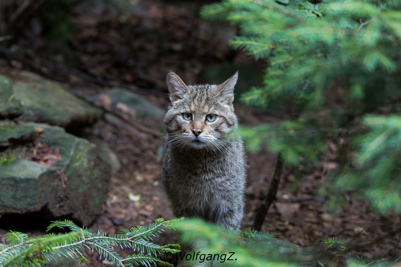 Wildkatze