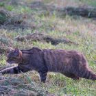 Wildkatze / Bild 2