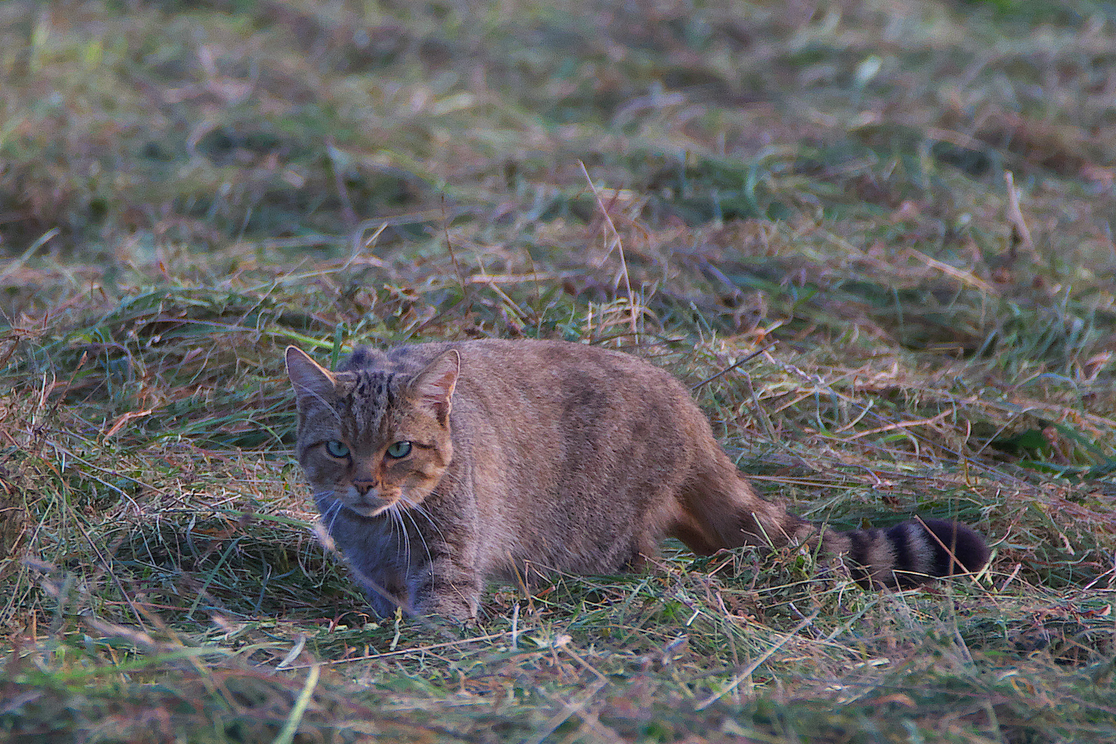 Wildkatze / Bild 3