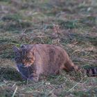 Wildkatze / Bild 3