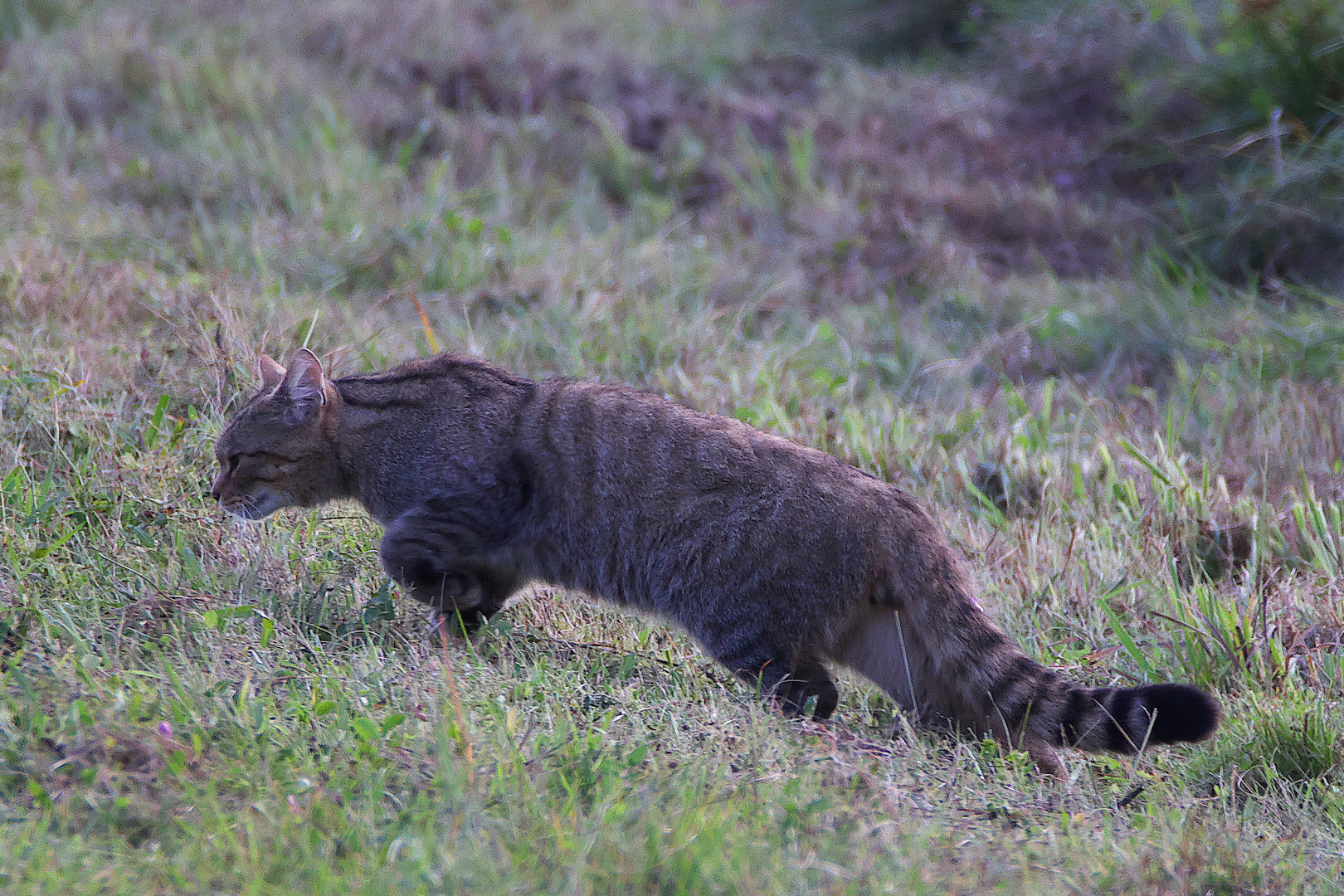 Wildkatze / Bild 4