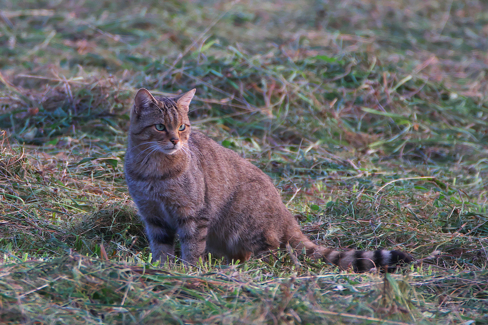 Wildkatze / Bild 5