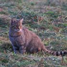 Wildkatze / Bild 5