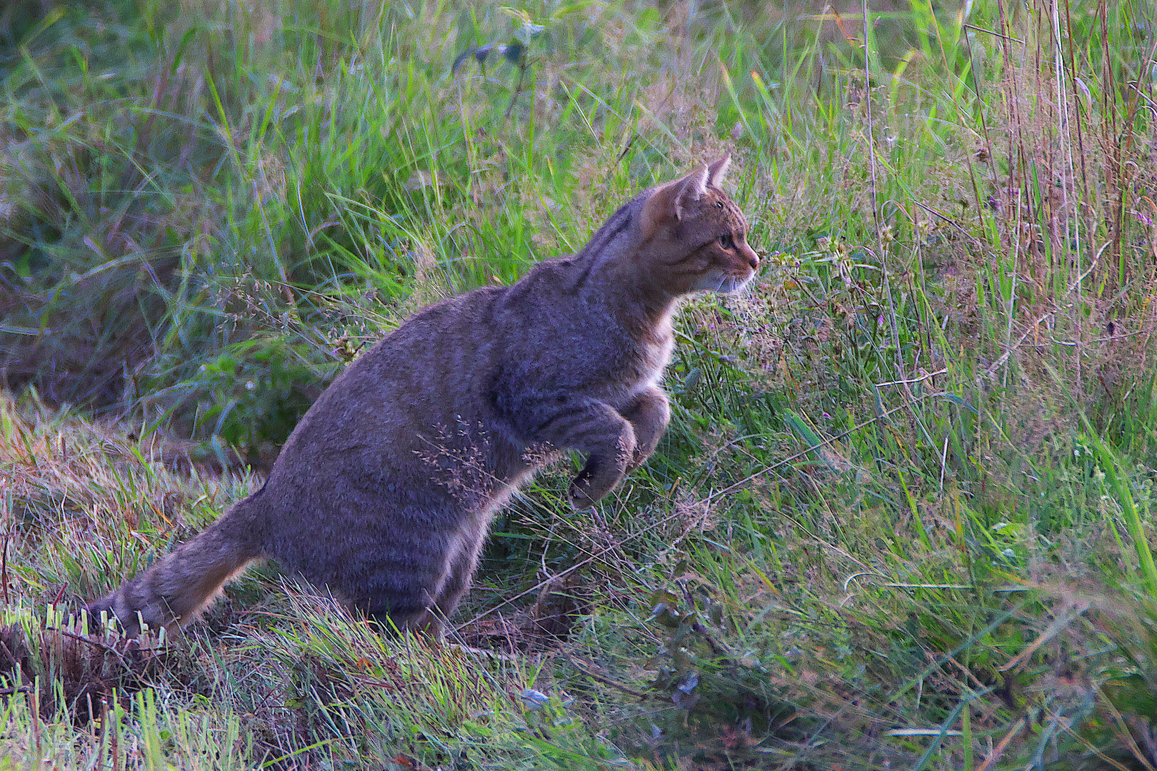 Wildkatze / Bild 6