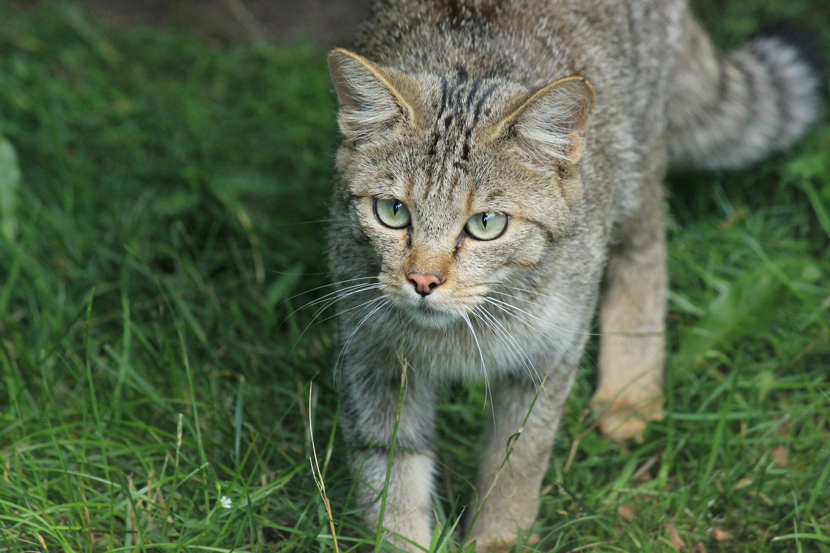 Wildkatze Biotopwildpark Anholter Schweiz