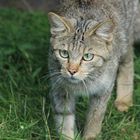 Wildkatze Biotopwildpark Anholter Schweiz