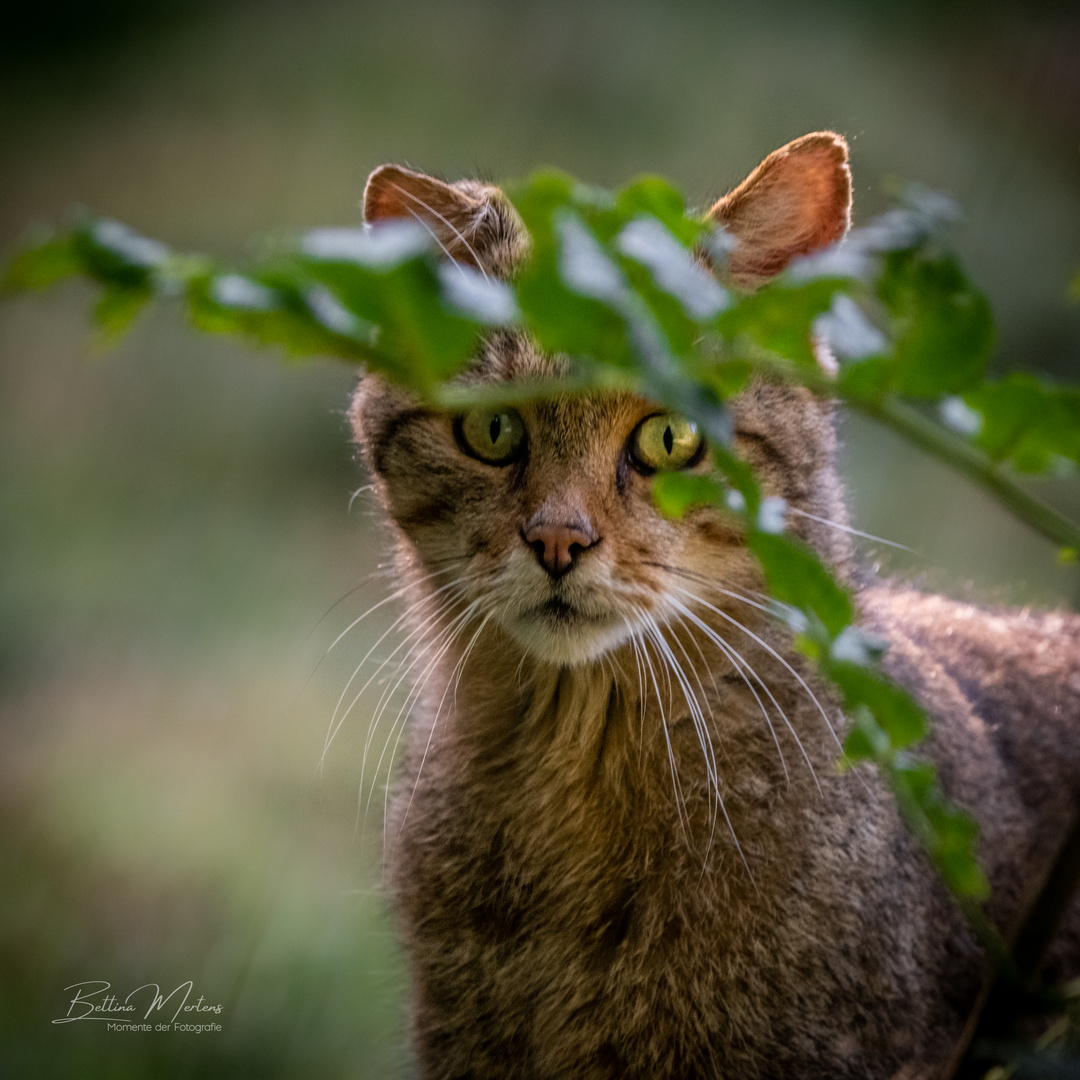 Wildkatze