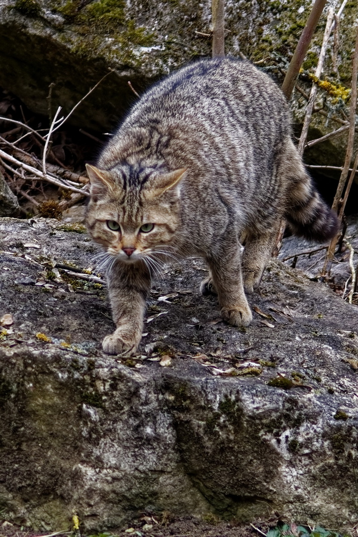 Wildkatze