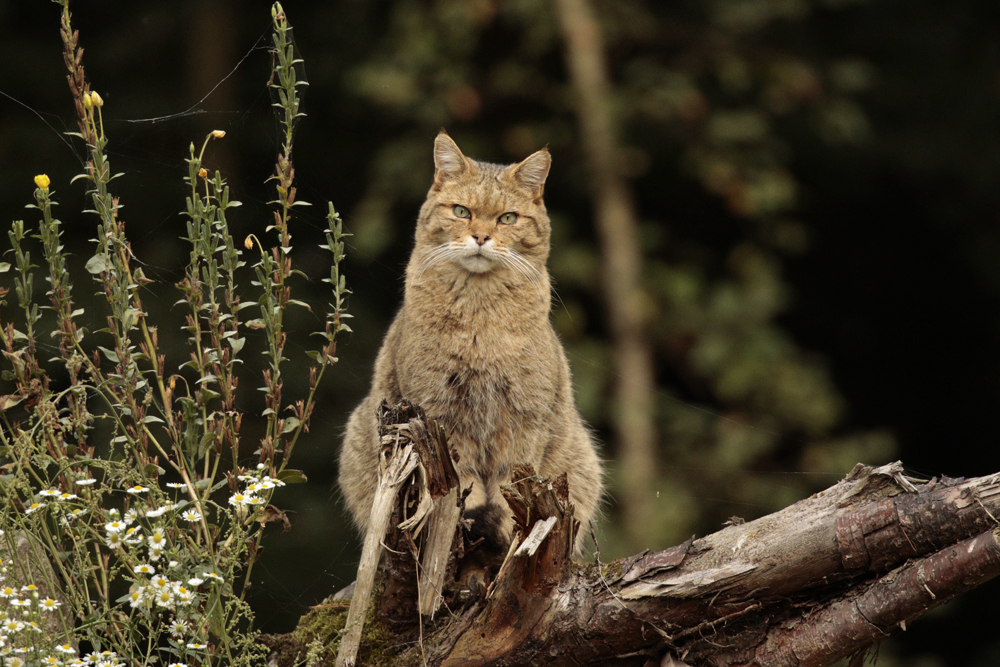 Wildkatze den Fotografen musternd