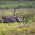 Wildkatze    dok.  