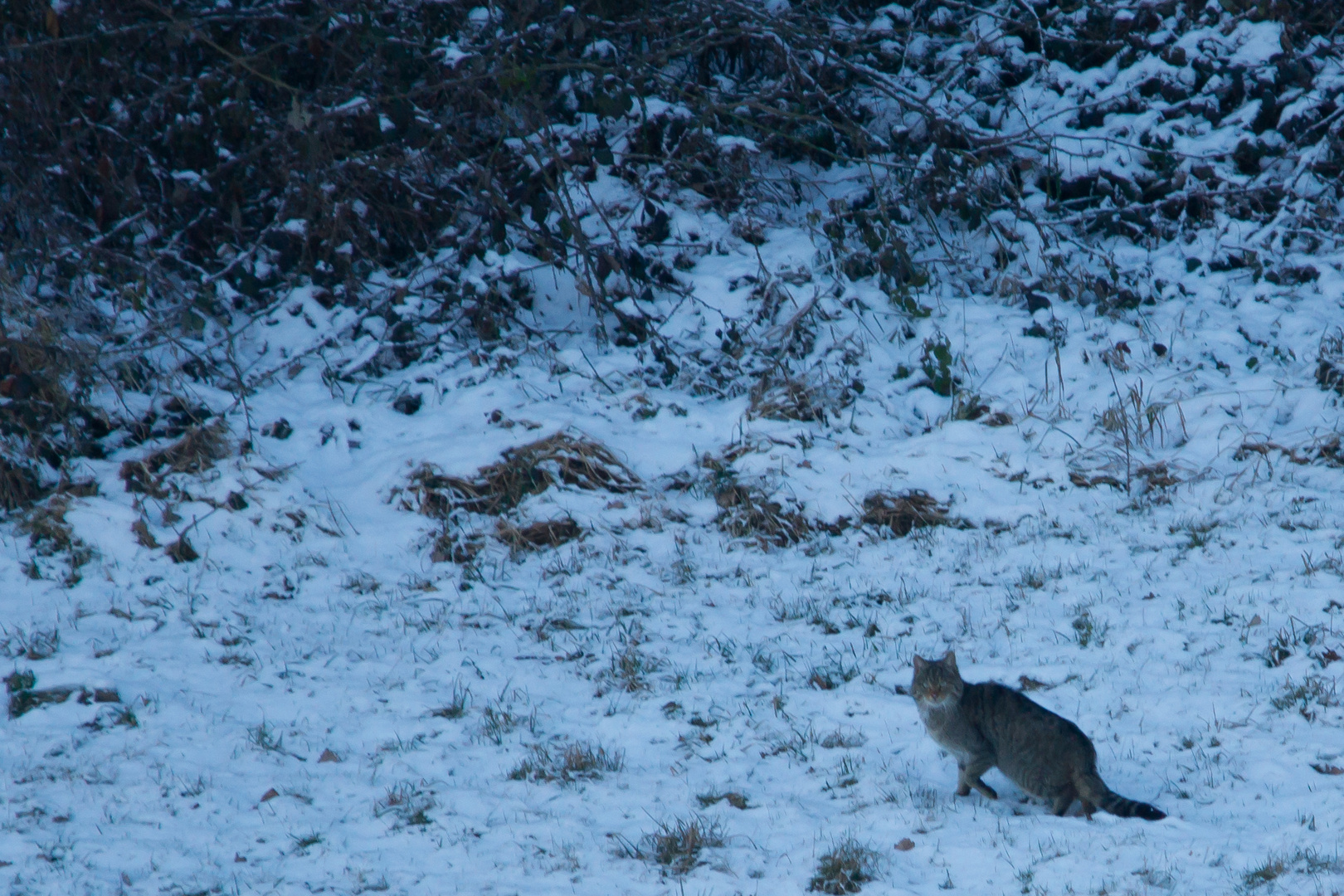 Wildkatze    dok.    Aufnahme vom 6.1. 2017