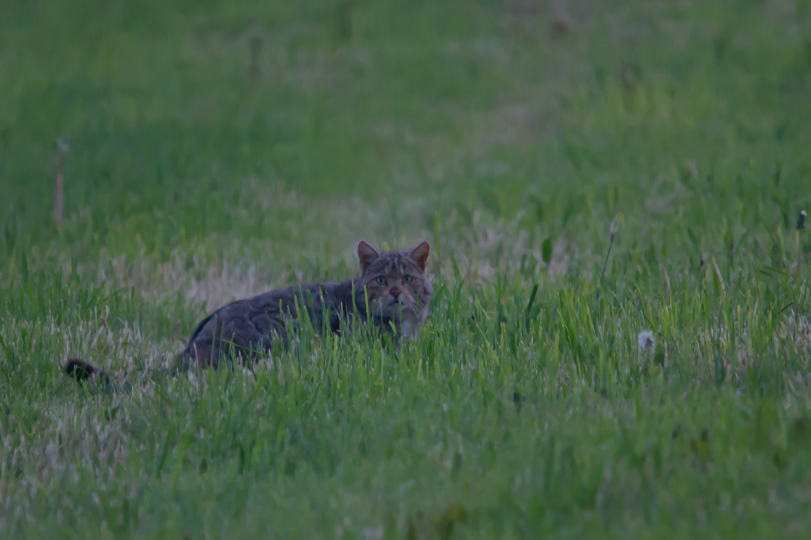 Wildkatze  dok.