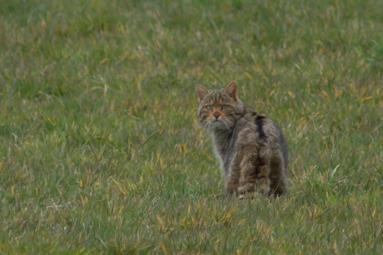 Wildkatze    dok.    Frühjahr