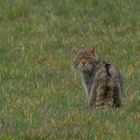 Wildkatze    dok.    Frühjahr