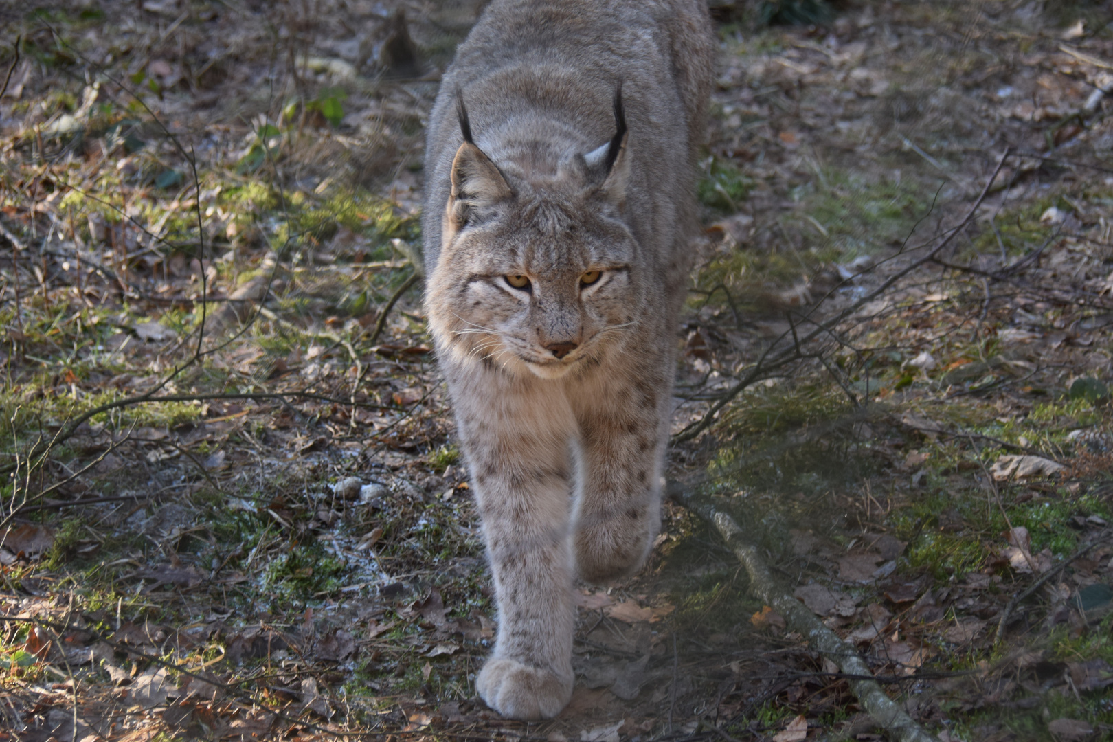 Wildkatze etwas größer .......