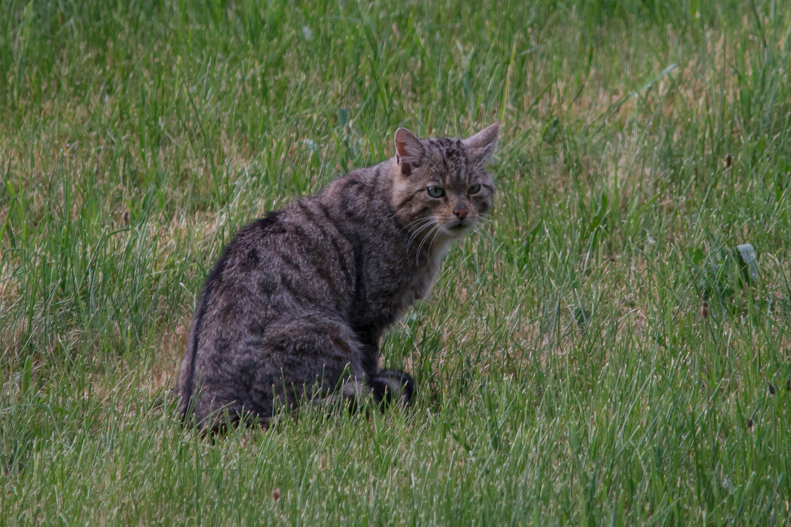 Wildkatze   -Europäische   