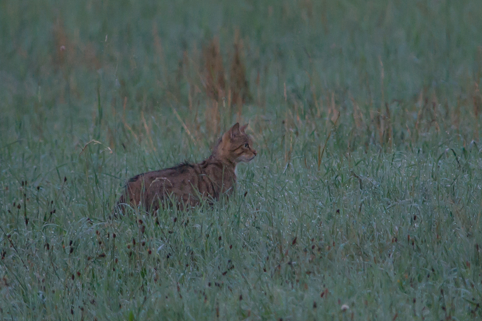 Wildkatze          europäische Wildkatze