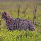 Wildkatze       europäische-wildkatze