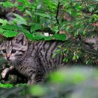 - Wildkatze - ( Feli silvestris ) Bay.-Wald. Tierfreigehege.