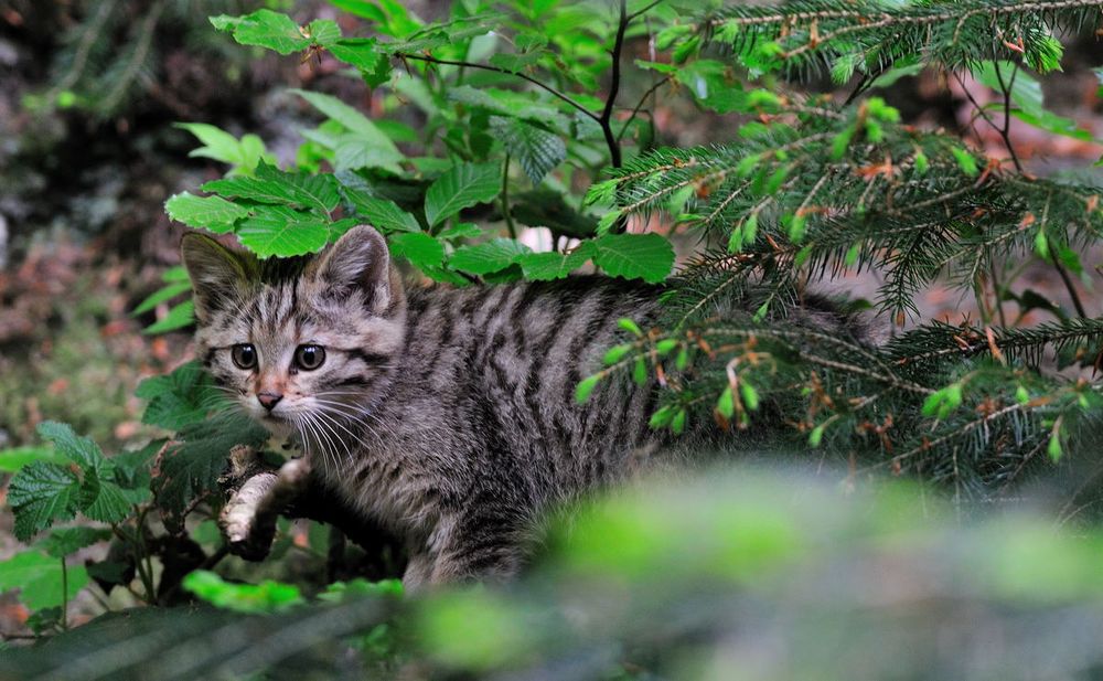 - Wildkatze - ( Feli silvestris ) Bay.-Wald. Tierfreigehege.